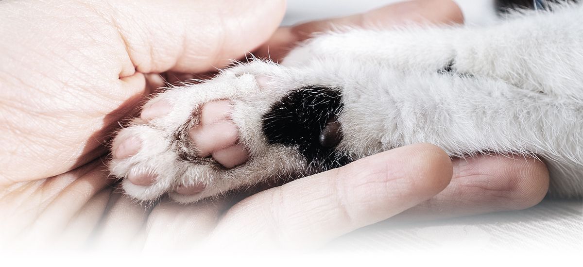 human hand holding cat's paw