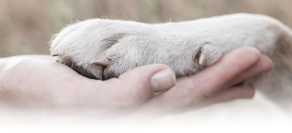 person holding dog's paw
