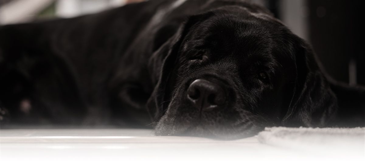 black labrador dog lying down on the floor