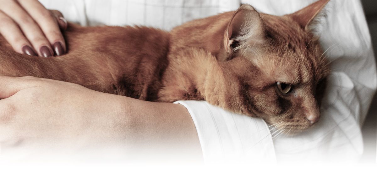 woman holding her orange furry cat
